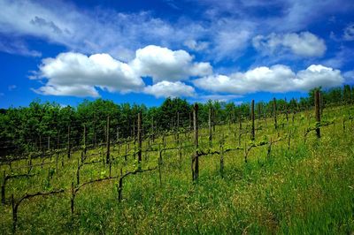 Vineyard against sky