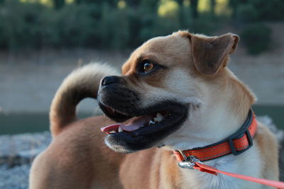 Close-up of dog looking away