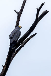 Low angle view of bird perching on tree against sky