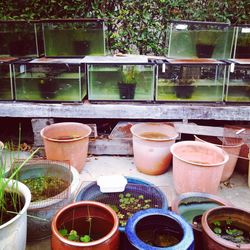 Potted plants on table