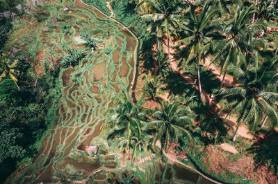 High angle view of plants and trees in forest