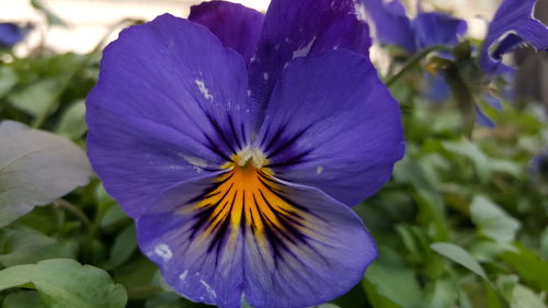 Close-up of purple blue flower