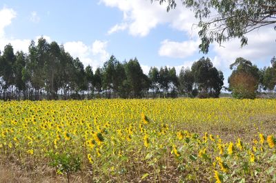 Scenic view of oilseed rape field against sky