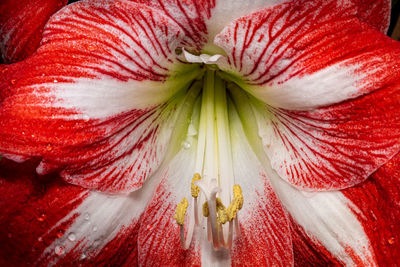 Full frame shot of red rose flower