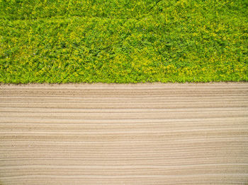 Plants growing on field