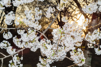 Close-up of white cherry blossoms in spring