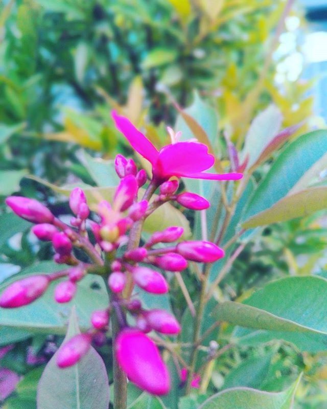 flower, freshness, petal, growth, fragility, pink color, beauty in nature, focus on foreground, close-up, flower head, leaf, nature, plant, blooming, purple, in bloom, selective focus, stem, blossom, pink