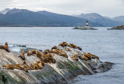 Sea Lions