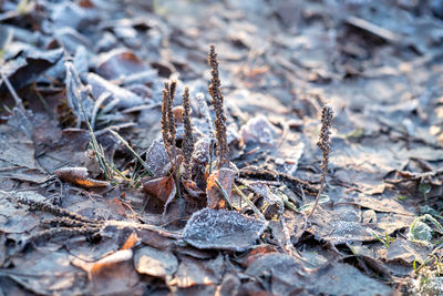 Close-up of frozen dry leaves on land