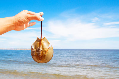 Cropped hand holding crab at beach against sky