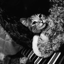 Cat with stuffed toys at home