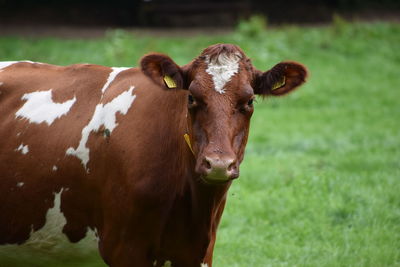 Close-up portrait of cow on field