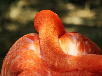 Close-up of a sleeping bird