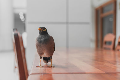 Close-up of bird perching on table