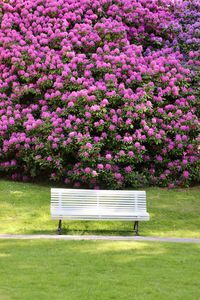 Pink flowers on bench in park