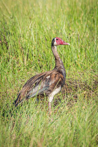 Spur-winged goose on grassy field