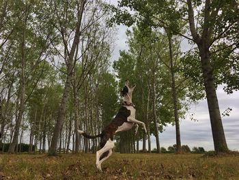 Dog in park against sky