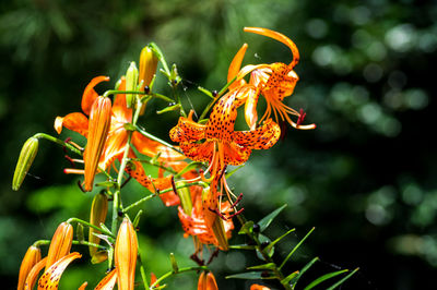 Close-up of butterfly pollinating on orange flower