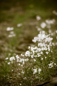 Close-up of flowers