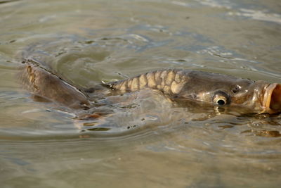 High angle view of fish swimming in lake