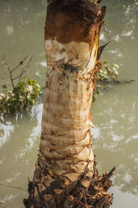 Close-up of tree trunk at lakeshore