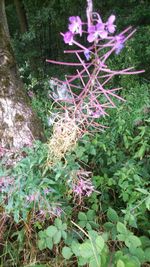 Close-up of plants