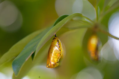 Close-up of insect on flower