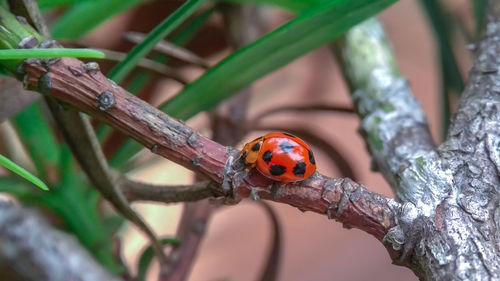 Close-up of ladybug on leaf