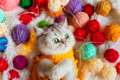 A white cat lies in a yellow knitted sweater, on a fluffy blanket with colorful balls of yarn.