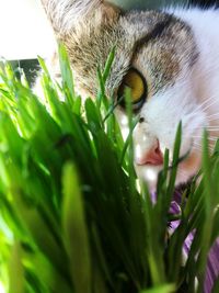 Close-up of cat on flower