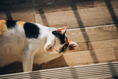 High angle view of cat lying on floor