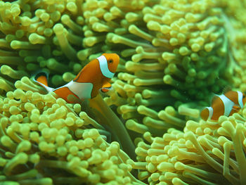 Close-up of fish swimming in sea