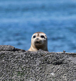 Harbor seal pup