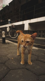 Full length of a cat looking away on street