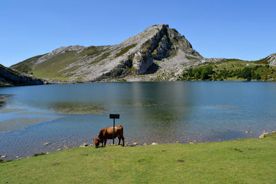 Cow standing at lakeshore against mountain