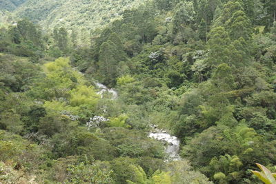 Scenic view of forest