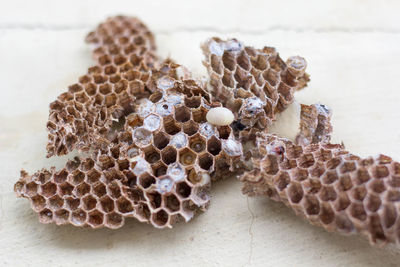 Close-up of bee on the wall