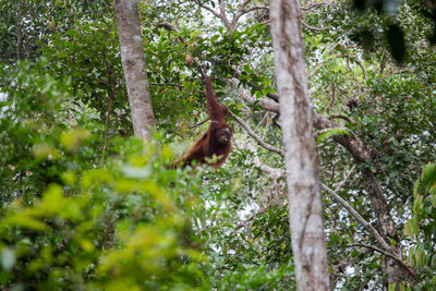 View of a monkey on tree