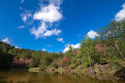 Panoramic view of trees and lake against blue sky
