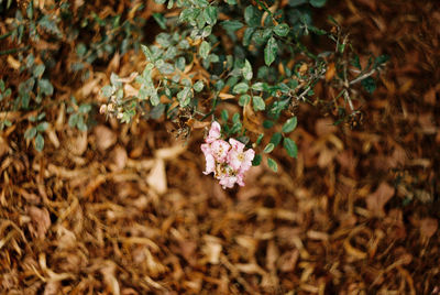 Flower bush with brown leaves in the background