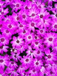 Full frame shot of purple flowers