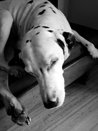 Close-up of dog sleeping