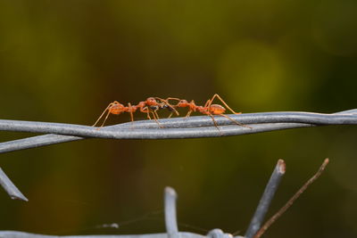 Close-up of ant on plant