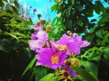 Close-up of pink flowers