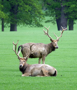 Deer on grassy field