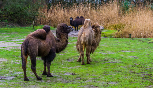 Sheep standing in a field