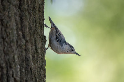 Close-up of bird perching on tree trunk