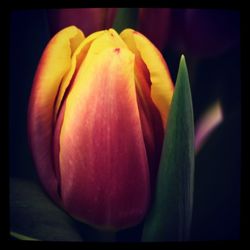 Close-up of flowers