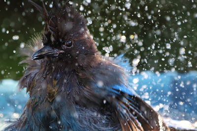 Close-up of a bird splashing in water 