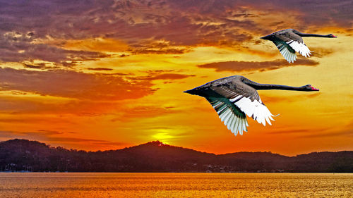 View of bird flying over sea against orange sky